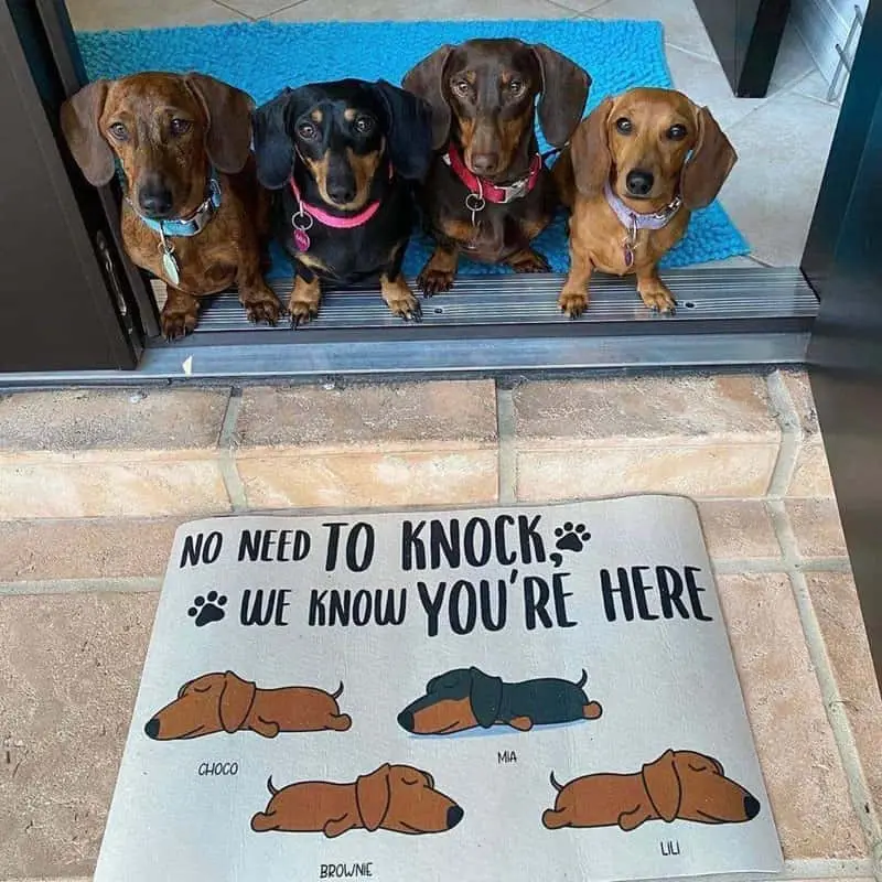 We Know You're Here Dog Rug